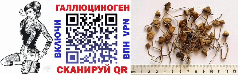 Купить закладки  Никольское  Псилоцибиновые грибы мицелий 